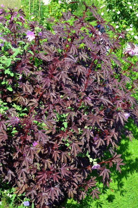 Hibiscus acetosella 'Mahagony Splendor'